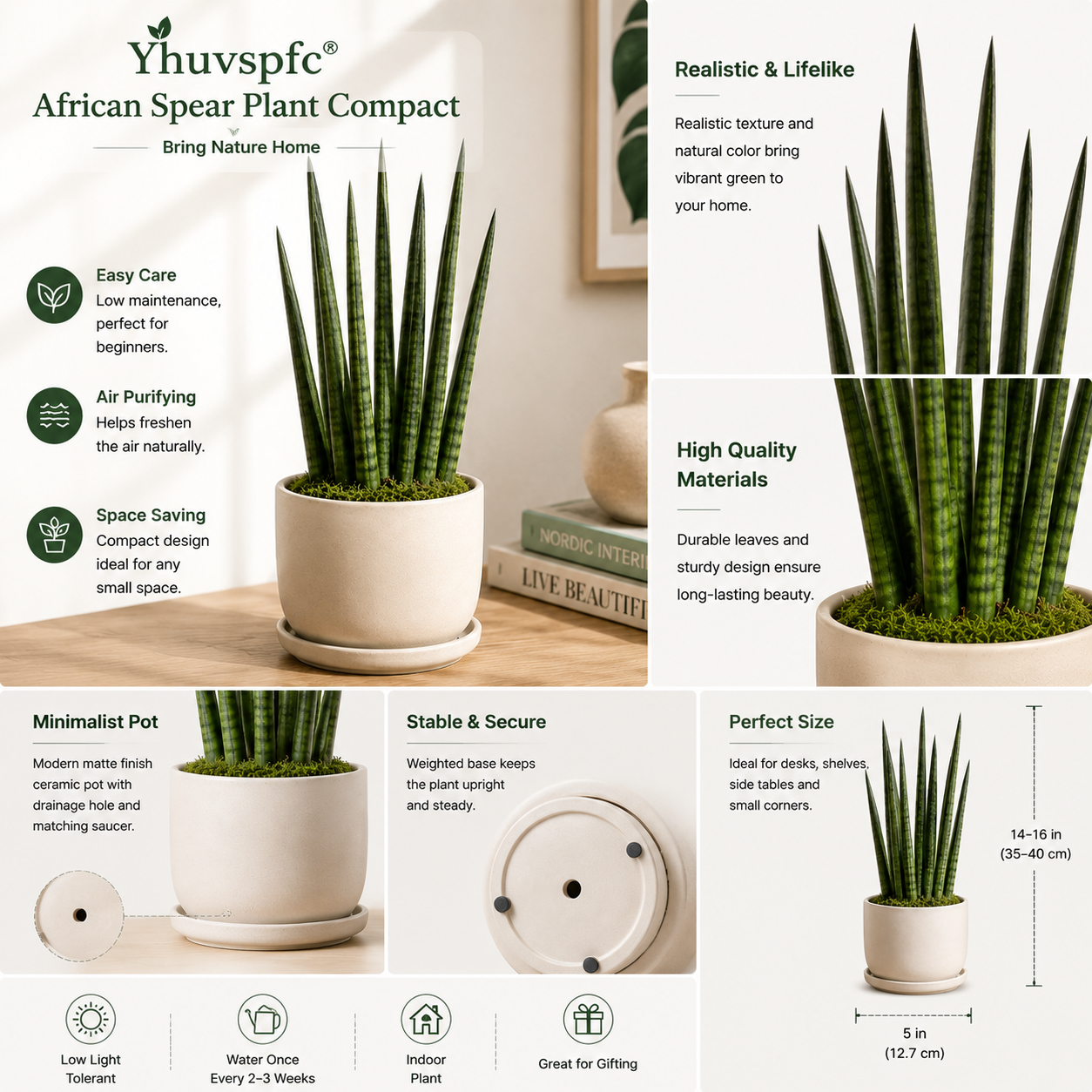 Yhuvspfc® African Spear Plant Compact