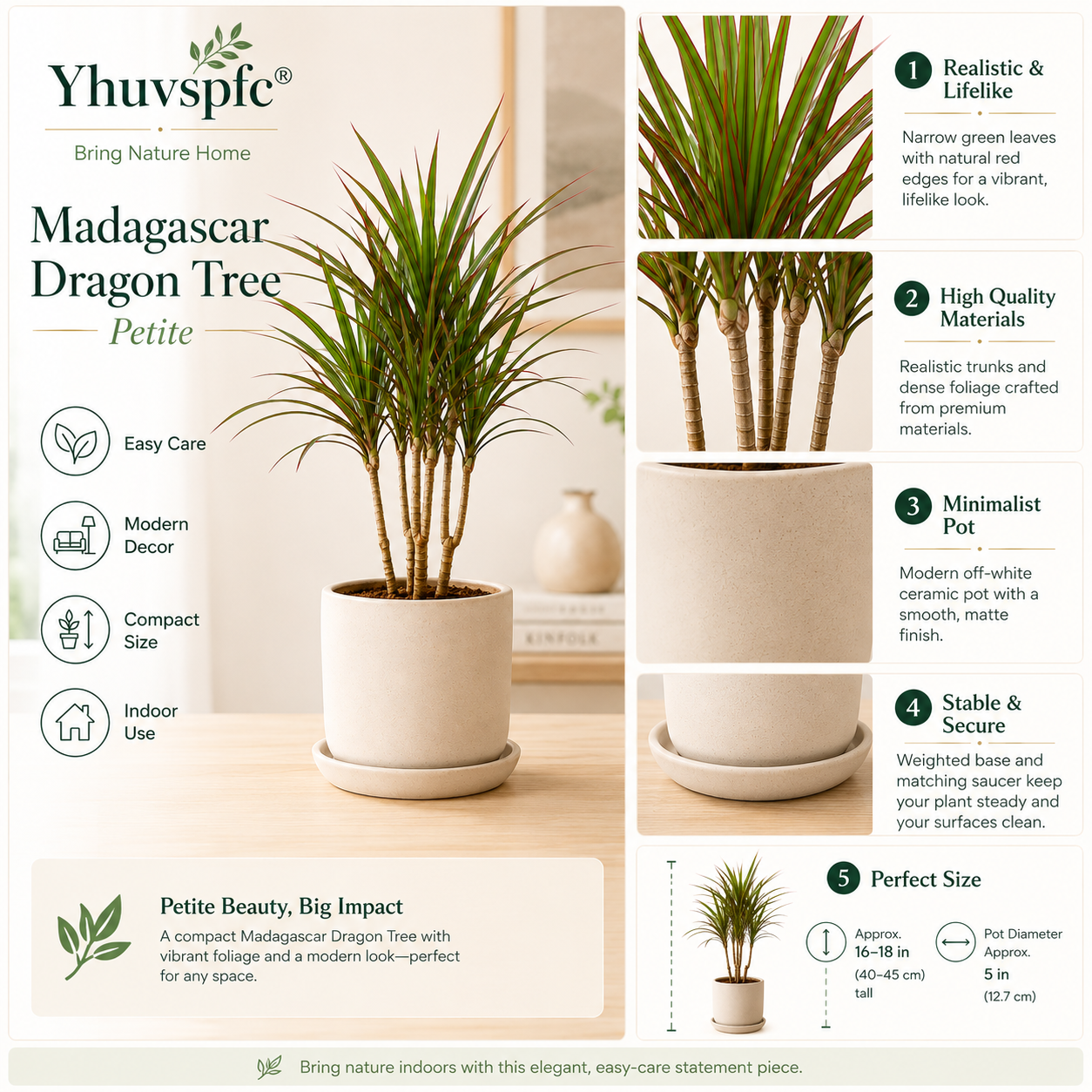 Yhuvspfc® Madagascar Dragon Tree Petite