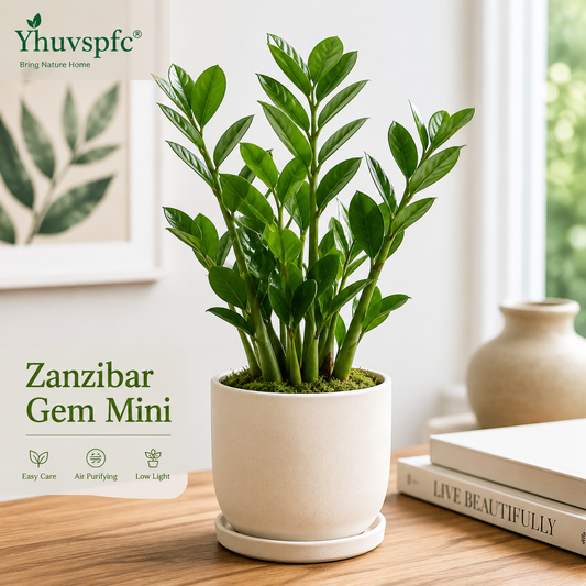 Yhuvspfc® Zanzibar Gem Mini