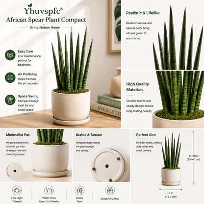 Yhuvspfc® African Spear Plant Compact