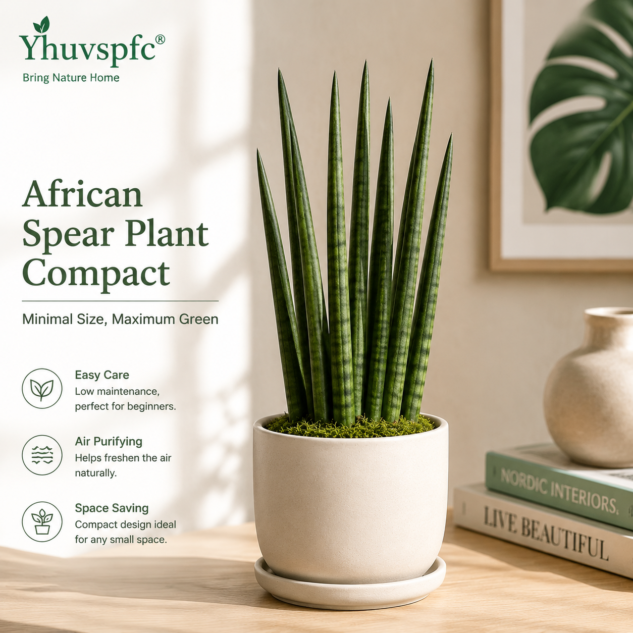Yhuvspfc® African Spear Plant Compact