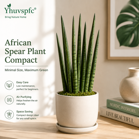 Yhuvspfc® African Spear Plant Compact