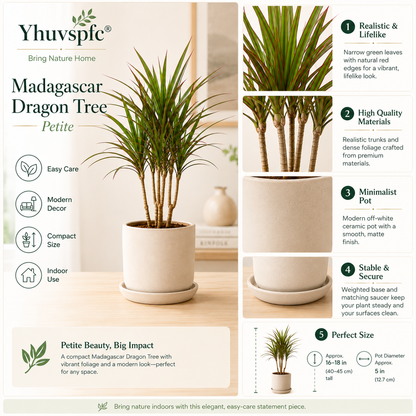 Yhuvspfc® Madagascar Dragon Tree Petite