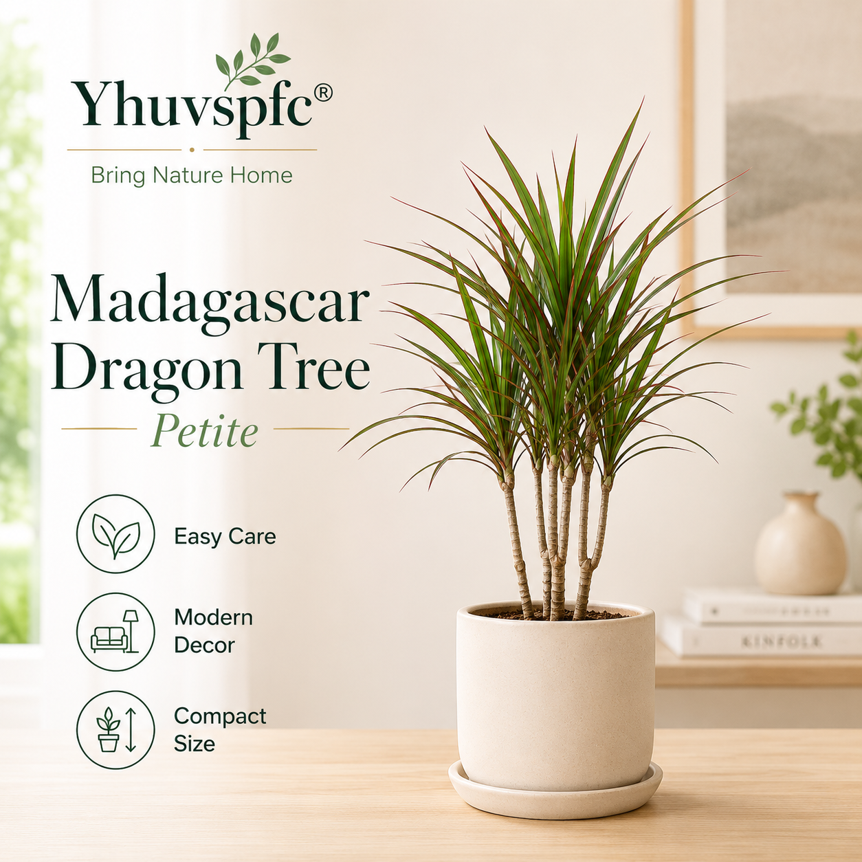 Yhuvspfc® Madagascar Dragon Tree Petite