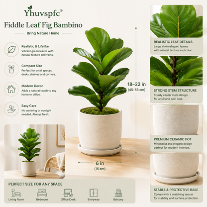 Yhuvspfc® Fiddle Leaf Fig Bambino