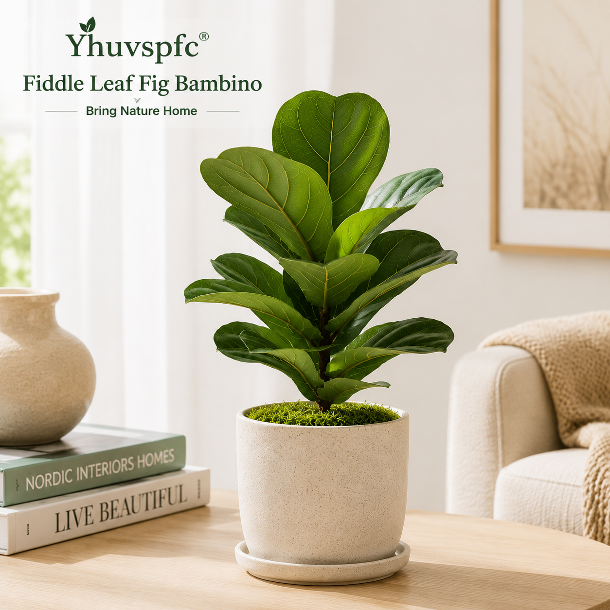Yhuvspfc® Fiddle Leaf Fig Bambino