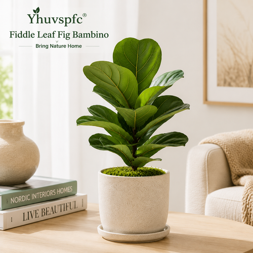 Yhuvspfc® Fiddle Leaf Fig Bambino