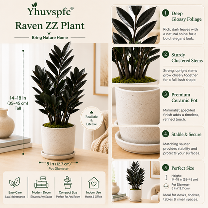 Yhuvspfc® Raven ZZ Plant