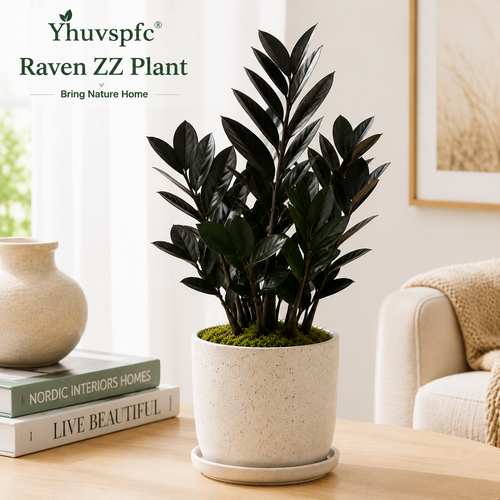 Yhuvspfc® Raven ZZ Plant