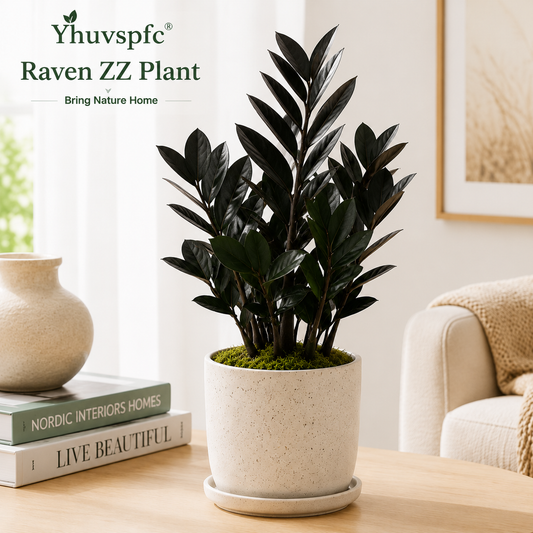 Yhuvspfc® Raven ZZ Plant