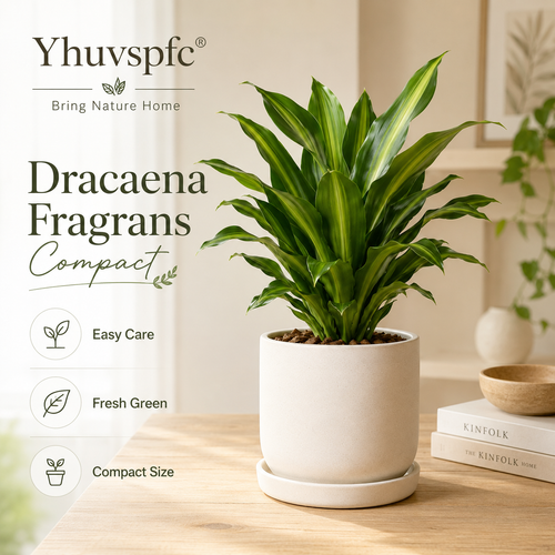 Yhuvspfc® Dracaena Fragrans Compact