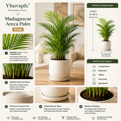 Yhuvspfc® Madagascar Areca Palm Small