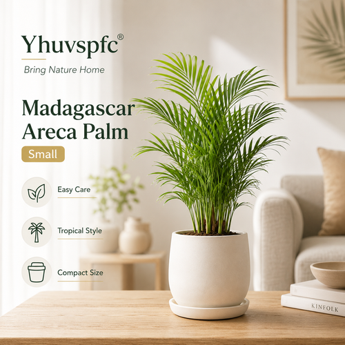 Yhuvspfc® Madagascar Areca Palm Small