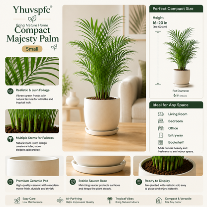 Yhuvspfc® Compact Majesty Palm