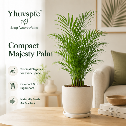 Yhuvspfc® Compact Majesty Palm